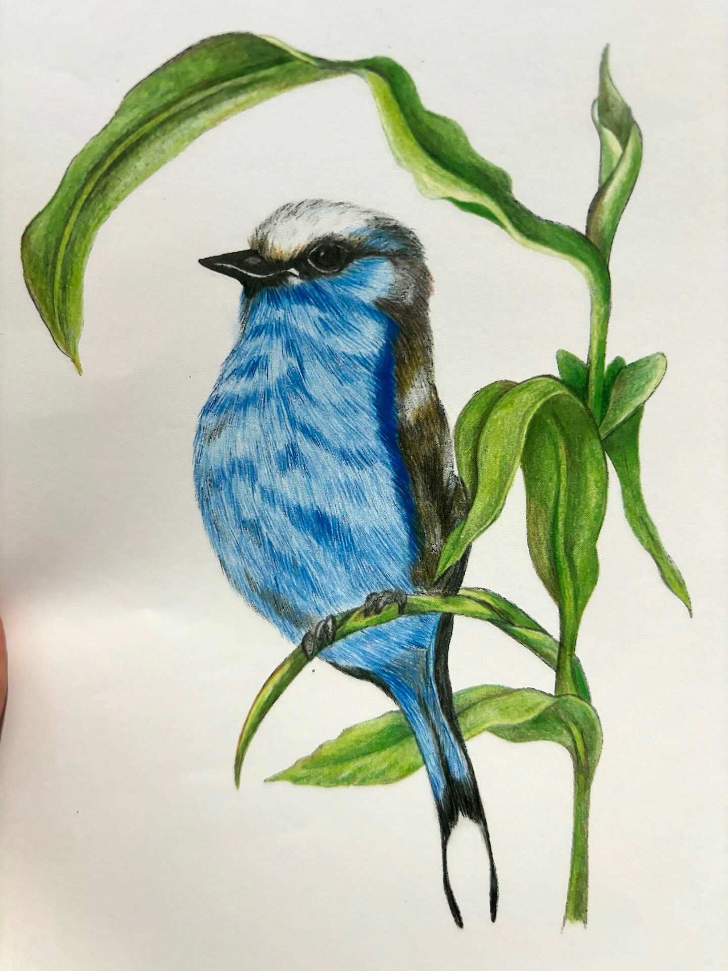 Drawing skills Term workshop- TERM 4