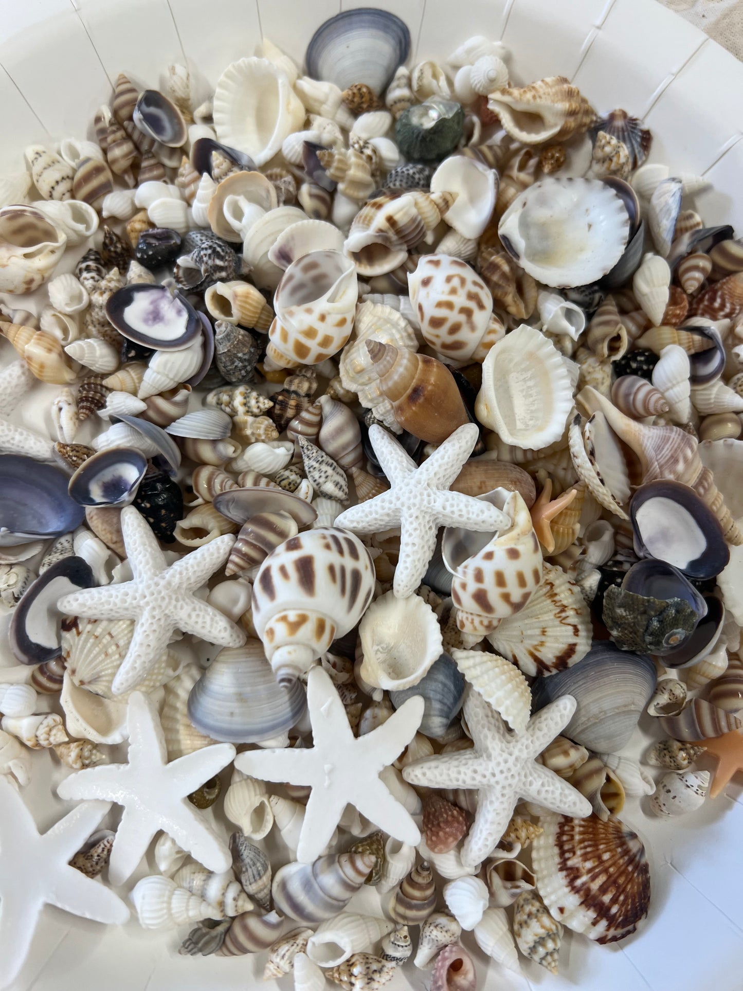 Shell paint palette clay/resin experience- Sat 23rd May