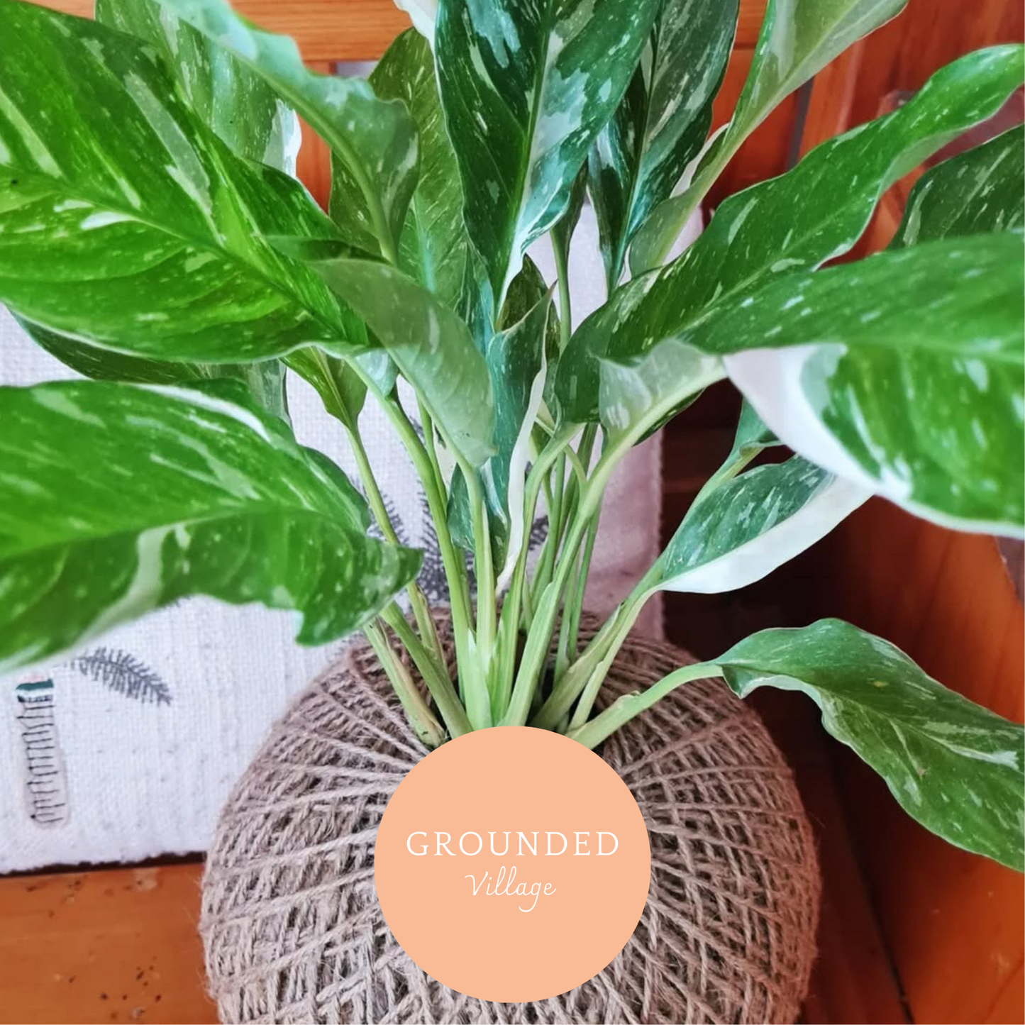 Kokodama plant workshop-